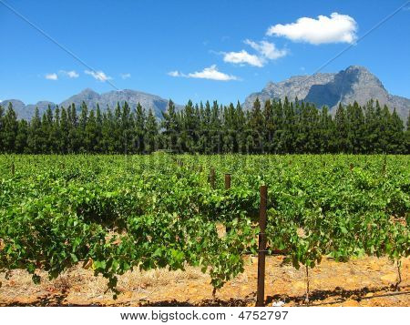 Tierra de las viñas