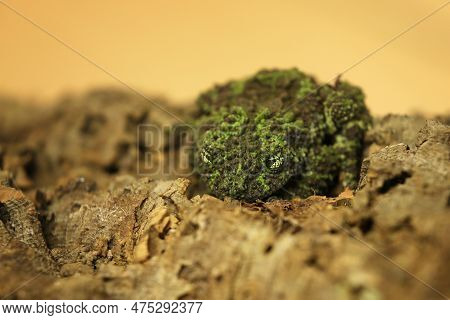 Mossy Frog (theloderma Corticale), Frog In The Nature Habitat, Vietnam. Widlife Nature In Asia.