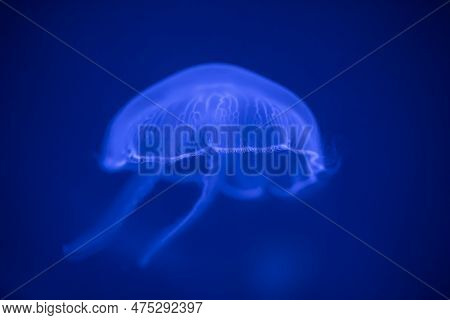 Moon Jellyfish, In Sea Water. Jellyfish In Nature Ocean Habitat. Water Floating Bell Medusa From Pac