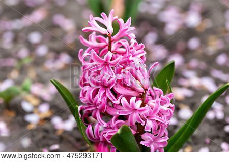 Blooming Soft Pink Hyacinth In Flowerbed Close-up. Spring Or Summer. Postcard To Mother's Day, Women