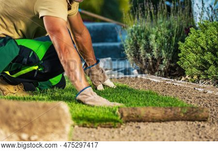 Natural Grass Turfs Installation In A Garden. Professional Landscaper Rolling Over Grass Rolls. Land