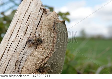 Natural Wide Angle Closeup On A Female Mellow Miner Solitary Bee, Andrena Mitis , Sitting On A Pole