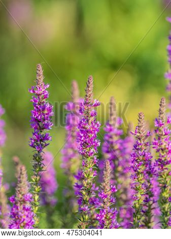 Summer Flowering Purple Loosestrife, Lythrum Tomentosum On A Green Blured Background.