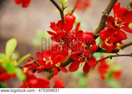 Chaenomeles Japonica, Called Japanese Quince Or Maule's Quince, Is A Shrub That Blooms In Spring And