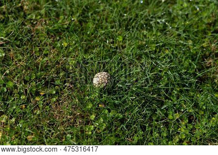 Brain Puffball Fungus In Lawn In Taupo New Zealand
