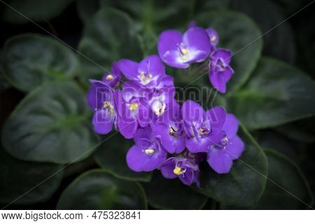 Close-up Of African Violet Flowers Blooming On Dark Green Leaves Backgrounds And Vignetted. Herbaceo