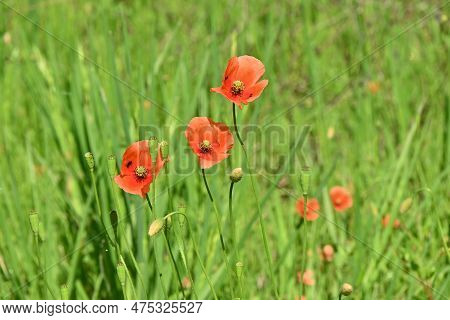 Long-headed Poppy ( Papaver Dubium ) Flowers. Papaveraceae Annual Plants. Blooms From April To May.