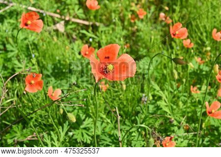 Long-headed Poppy ( Papaver Dubium ) Flowers. Papaveraceae Annual Plants. Blooms From April To May.