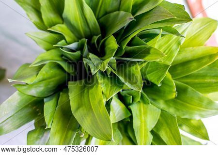 Wild Garlic. Wild Garlic On A Wooden Board On A Table.