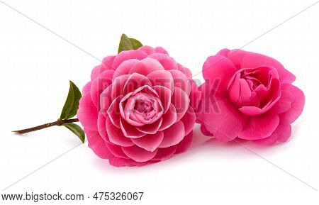 Pink Camellia  Flowers Isolated On White Background