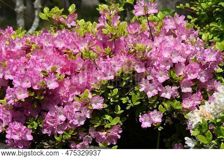 Azalea ( Rhododendron ) Flowers. Ericaceae Semi-deciduous Plants. Flowering Season Is From April To 