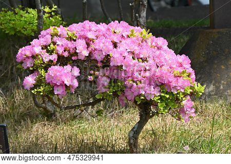 Azalea ( Rhododendron ) Flowers. Ericaceae Semi-deciduous Plants. Flowering Season Is From April To 