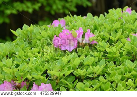Azalea ( Rhododendron ) Flowers. Ericaceae Semi-deciduous Plants. Flowering Season Is From April To 