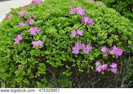 Azalea ( Rhododendron ) Flowers. Ericaceae Semi-deciduous Plants. Flowering Season Is From April To 