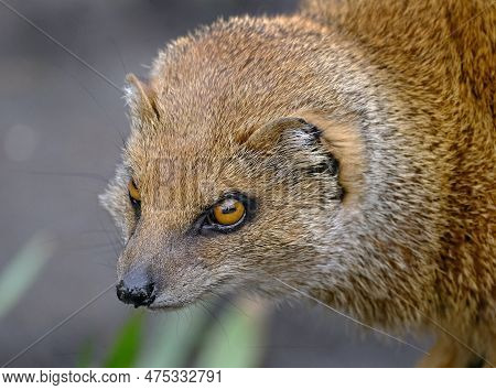 Mongooses Are Noted For Their Audacious Attacks On Highly Venomous Snakes, Such As King Cobras.