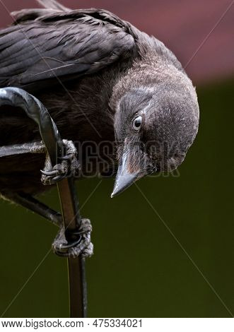Jackdaws Are Two Species Of Bird In The Genus Coloeus Closely Related To, But Generally Smaller Than