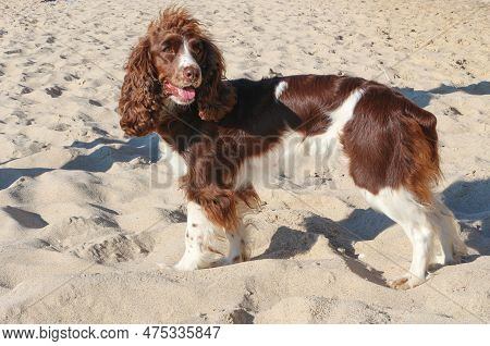 Dog Breed Spaniel Brown On The Seashore In Summer