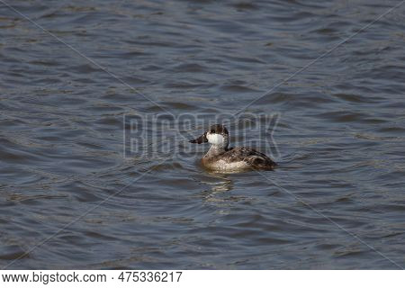 The Ruddy Duck (oxyura Jamaicensis). North American Diving Duck, Swimming Female On Lake Michigan Du