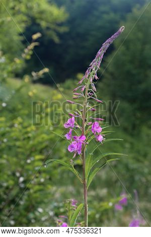 Fireweed Flowers Or Ivan Tea In A Forest Glade