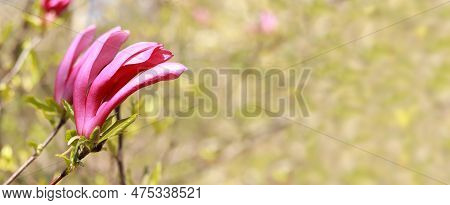 Large Pink Susan Magnolia Flowers. Magnolia Hybrid Susan Is A Flowering Shrub Or Tree. A Flower With