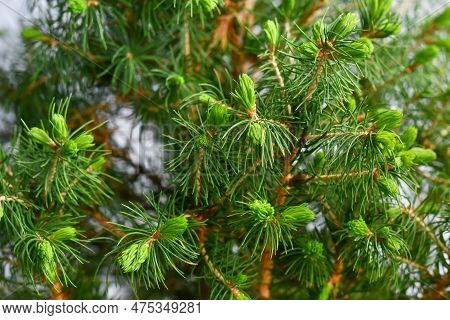 New Growth During Spring On 'picea Glauca' Spruce Tree