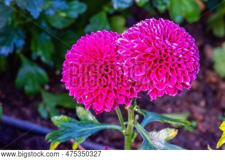 Pompon Dahlias Flowers In The Garden