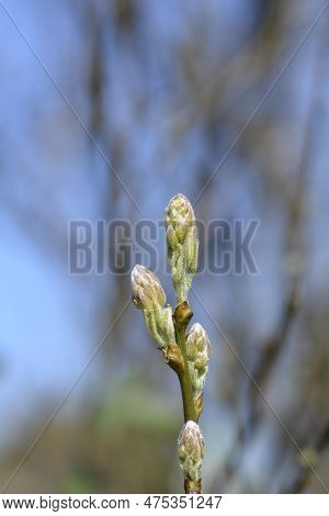 Dalmatian Laburnum Flower Buds In The Spring