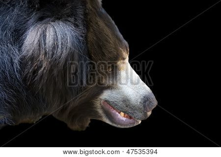 Sloth Bär