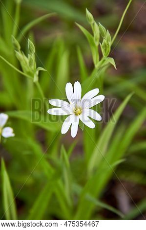 White Flowers Of The Lanceolate Star Plant In A Green Glade In The Forest On A Sunny Day. A Group Of