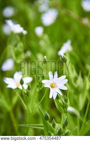 White Flowers Of The Lanceolate Star Plant In A Green Glade In The Forest On A Sunny Day. A Group Of