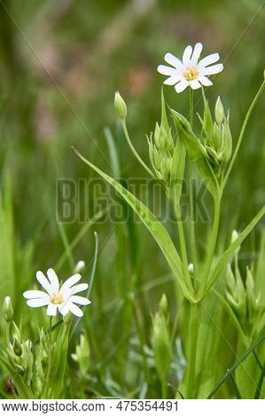 White Flowers Of The Lanceolate Star Plant In A Green Glade In The Forest On A Sunny Day. A Group Of