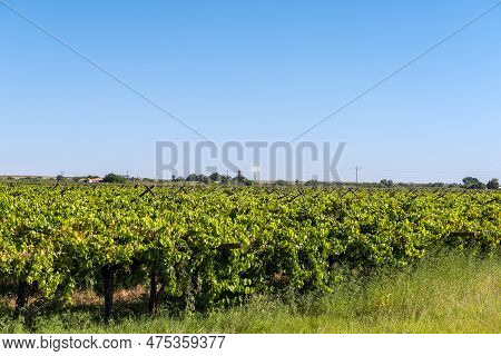 The Khi Solar One Solar Power Plant Near Upington Is Visible Accross Vineyards At Kanoneiland