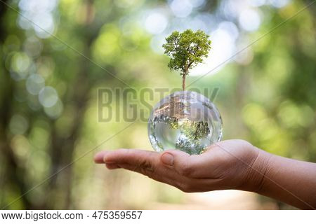 Earth Crystal Glass Globe Ball And Growing Tree In Human Hand, Environment Day Concept. Sustainable 