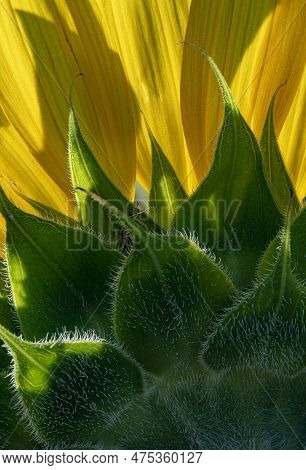 A Bug Hides In The Folds Of A Sunflower, Desplaines River State Fish & Wildlife Area, Will County, I