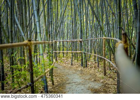 Narrow Winding Walkway Through The Bamboo Forest With Selective Focus