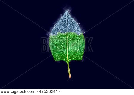 One Frozen Icy Reynoutria Japonica Leaf Isolated On Dark Blue Background, Blue Ice Covered Effect On