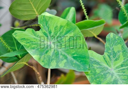 Colocasia Esculenta Midori Sour, Colocasia  Or Midori Sour Or Colocasia Plant In The Garden