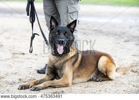 Young Belgian Shepherd Training In The Nature For Security