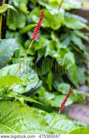Bistorta Amplexicaulis (persicaria Amplexicaulis), The Red Bistort Or Mountain Fleece. Closeup, Sele