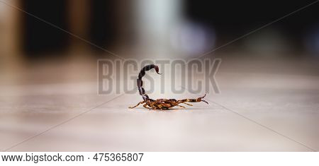 Tityus Bahiensis, Also Known As Black Scorpion, Is A Species Of Scorpion From Eastern And Central Br