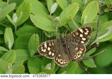 Natural Closeup On The Brown Speckled Wood Butterfly, Pararge Aegeria With Spread Wings On A Shrub