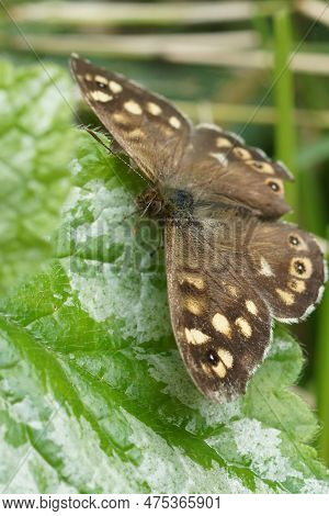 Natural Closeup On A Brown Speckled Wood Butterfly , Pararge Aegeria With Spread Wings In The Garden