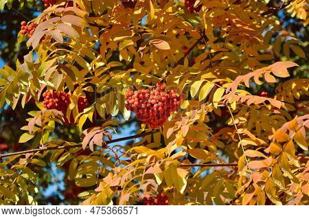 Ripe And Juicy Bunches Of Rowanberries Hang On Branches With Yellow Leaves