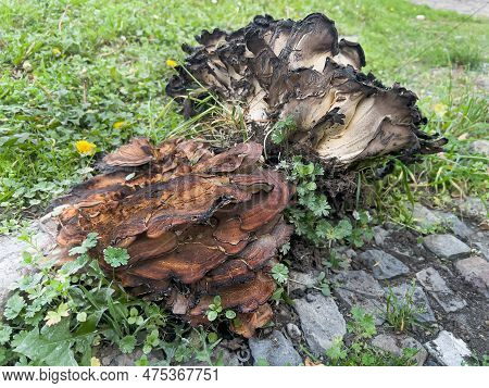 Huge Old On Grass Tinder Fungus Next To The Scorched Fomitopsis Pinicola. Diseases And Tree Rot