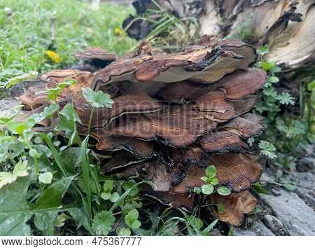 Selective Focus And Side View Of Tinder Fungus Against The Background Of Burned Fomitopsis Pinicola.