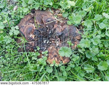 Top View And Selective Focus On The Burnt Old Tinder Fungus On The Grass Fomitopsis Pinicola.