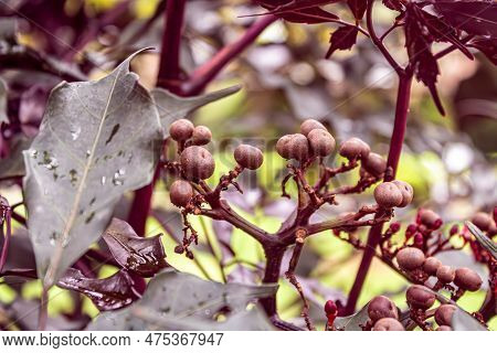 Magnoliopsidas (magnolia Flower) , Plant With Sphere-shaped Purple Fruit That Opens And Turns Into A