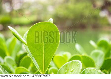 Clusia (clusia Rosea), Tree With A Very Characteristic Light Green, Oval-shaped, Long Leaf.