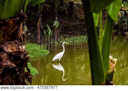 Goose Walking In Lake Water With Mirrored Reflection In The Water, Seen Between Two Banana Trees.