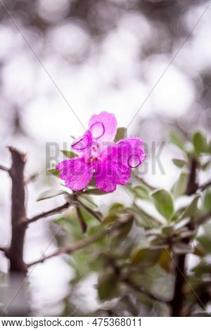 Lamiales, Plant With A Beautiful Bright Lilac Flower.